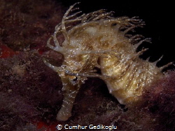 Hippocampus guttulatus
Speckled Seahorse by Cumhur Gedikoglu 